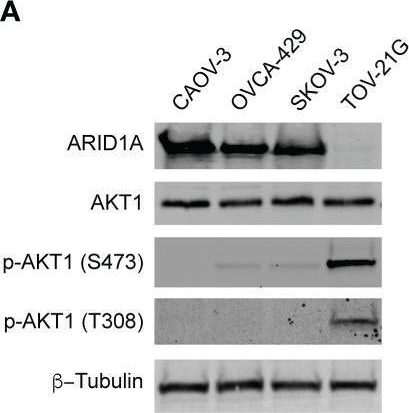 Fig.1.A showing Western Blotting from the publication: PARP inhibitors in the treatment of ARID1A mutant ovarian clear cell cancer: PI3K/Akt1-dependent mechanism of synthetic lethality.