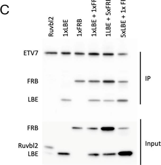 Fig.4.C showing Western Blotting from the publication: Assembly of mTORC3 Involves Binding of ETV7 to Two Separate Sequences in the mTOR Kinase Domain.