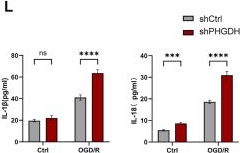Fig.3.L showing Enzyme-linked immunosorbent assay from the publication: PHGDH-dependent serine metabolism in astrocytes: A key regulator of oxidative stress and pyroptosis in cerebral ischemia-reperfusion injury.