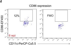 Fig.1.D showing Flow cytometry/Cell sorting in a Mus musculus (House mouse) sample from the publication: Meningeal lymphatic drainage promotes T cell responses against Toxoplasma gondii but is dispensable for parasite control in the brain.