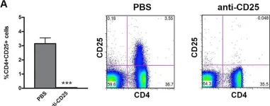 Fig.1.A showing Flow cytometry/Cell sorting from the publication: In Vivo Induction of Functionally Suppressive Induced Regulatory T Cells from CD4+CD25- T Cells Using an Hsp70 Peptide.