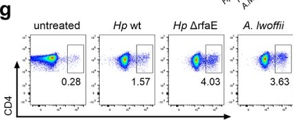 Fig.2.G showing Flow cytometry/Cell sorting in a Helicobacter pylori (Campylobacter pylori) sample from the publication: ADP-heptose attenuates Helicobacter pylori-induced dendritic cell activation.