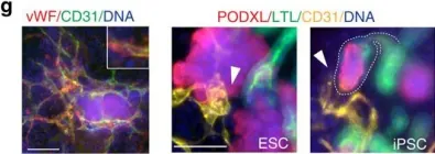 Fig.2.G showing Immunocytochemistry in a Homo sapiens (Human) sample from the publication: Modelling kidney disease with CRISPR-mutant kidney organoids derived from human pluripotent epiblast spheroids.
