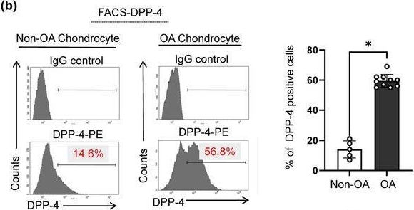 Fig.3.B showing Flow cytometry/Cell sorting in a Homo sapiens (Human) sample from the publication: Selective targeting of dipeptidyl-peptidase 4 (DPP-4) positive senescent chondrocyte ameliorates osteoarthritis progression.