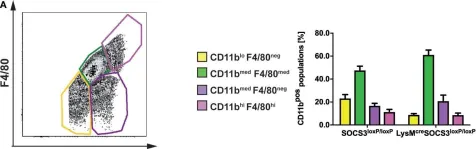 Fig.5.A showing Flow cytometry/Cell sorting from the publication: Suppressor of Cytokine Signaling 3 in Macrophages Prevents Exacerbated Interleukin-6-Dependent Arginase-1 Activity and Early Permissiveness to Experimental Tuberculosis.