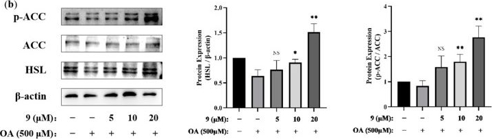 Fig.7.B showing Western Blotting in a Mus musculus (House mouse) sample from the publication: Design and Synthesis of Novel Indole Ethylamine Derivatives as a Lipid Metabolism Regulator Targeting PPARα/CPT1 in AML12 Cells.