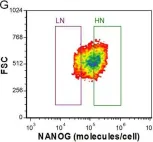 Fig.4.G showing Flow cytometry/Cell sorting from the publication: Contribution of stochastic partitioning at human embryonic stem cell division to NANOG heterogeneity.