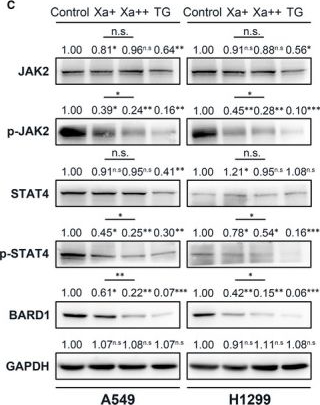 Fig.6.C showing Western Blotting from the publication: Xanthatin synergizes with cisplatin to suppress homologous recombination through JAK2/STAT4/BARD1 axis in human NSCLC cells.
