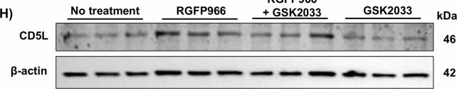 Fig.3.H showing Western Blotting in a Mus musculus (House mouse) sample from the publication: CD5L promotes efferocytosis and resolution of retinal ischemic injury.