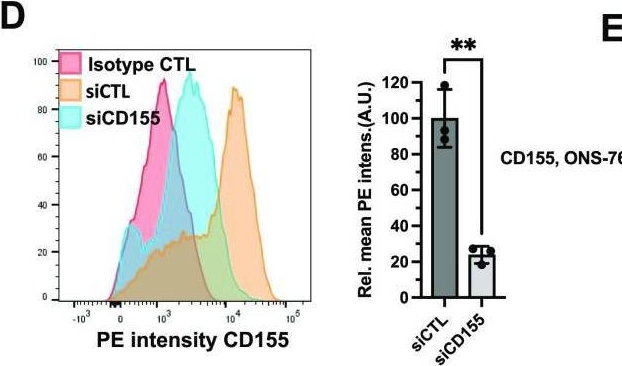 Fig.3.D showing Flow cytometry/Cell sorting in a Homo sapiens (Human) sample from the publication: Spatial proteomics finds CD155 and Endophilin-A1 as mediators of growth and invasion in medulloblastoma.