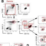 Fig.1.B showing Flow cytometry/Cell sorting from the publication: Fate mapping analysis reveals a novel murine dermal migratory Langerhans-like cell population.
