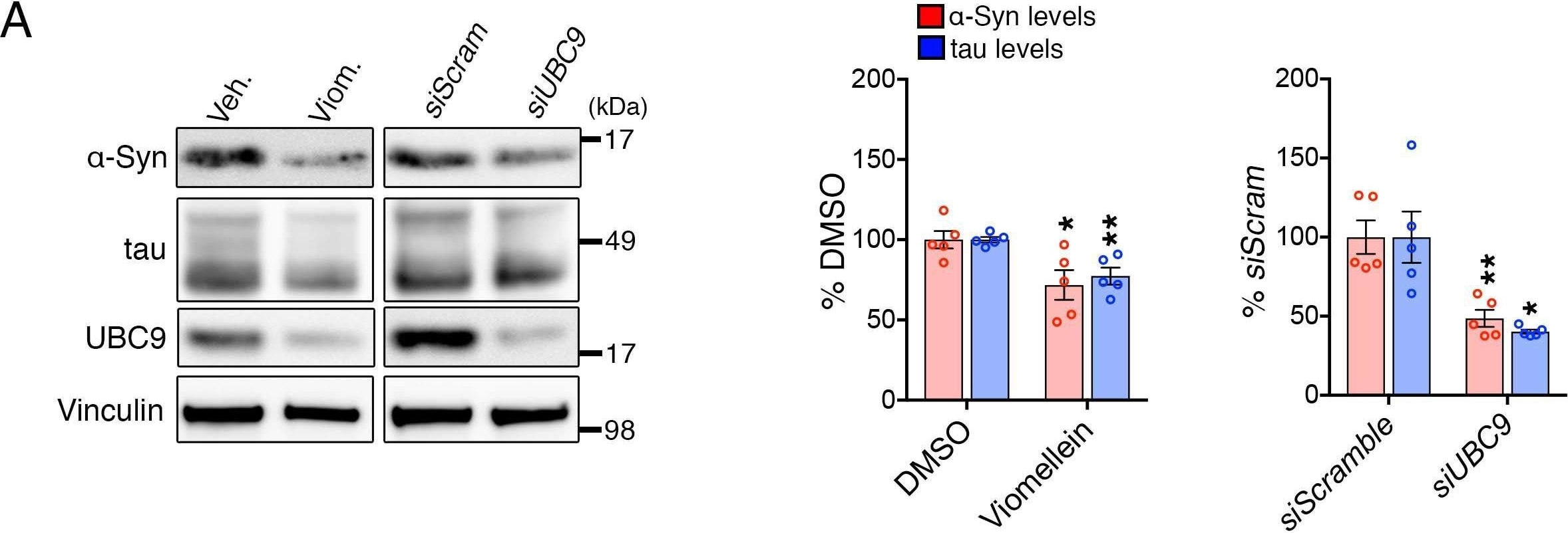 Fig.1.A showing Western Blotting from the publication: Depleting Trim28 in adult mice is well tolerated and reduces levels of α-synuclein and tau.
