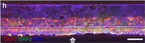Fig.2.H showing Immunohistochemistry in a Homo sapiens (Human) sample from the publication: Membrane-free culture and real-time barrier integrity assessment of perfused intestinal epithelium tubes.