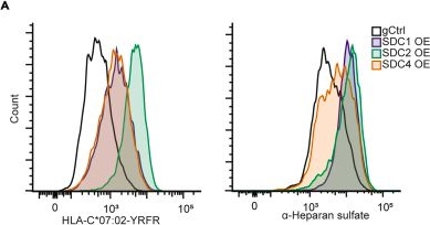 Fig.4.A showing Flow cytometry/Cell sorting in a Homo sapiens (Human) sample from the publication: CRISPR-Cas9 screening reveals a distinct class of MHC-I binders with precise HLA-peptide recognition.