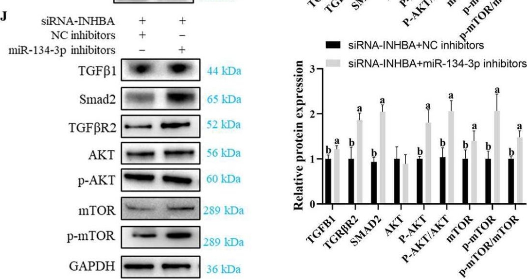 Fig.7.J showing Western Blotting from the publication: miR-134-3p Regulates Cell Proliferation and Apoptosis by Targeting INHBA via Inhibiting the TGF-β/PI3K/AKT Pathway in Sheep Granulosa Cells.