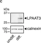 Fig.1.C showing Western Blotting in a Mus musculus (House mouse) sample from the publication: LPAAT3 incorporates docosahexaenoic acid into skeletal muscle cell membranes and is upregulated by PPARδ activation.