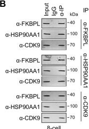 Fig.5.B showing Western Blotting in a Sus scrofa (Wild pig) sample from the publication: A long noncoding RNA with enhancer-like function in pig zygotic genome activation.