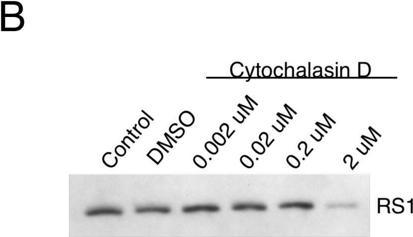 Fig.2.B showing Western Blotting from the publication: Regulation of retinoschisin secretion in Weri-Rb1 cells by the F-actin and microtubule cytoskeleton.