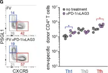 Fig.3.G showing Flow cytometry/Cell sorting from the publication: Correlates of Follicular Helper Bias in the CD4 T Cell Response to a Retroviral Antigen.