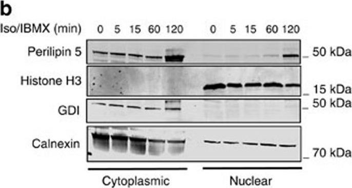 Nuclear Perilipin 5 integrates lipid droplet lipolysis with PGC-1α/SIRT1-dependent transcriptional regulation of mitochondrial function.