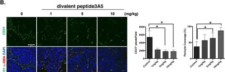 Fig.5.B showing Immunohistochemistry-immunofluorescence from the publication: Novel multivalent S100A8 inhibitory peptides attenuate tumor progression and metastasis by inhibiting the TLR4-dependent pathway.