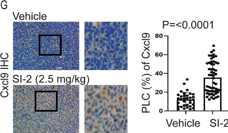 Fig.10.G showing Immunohistochemistry in a Mus musculus (House mouse) sample from the publication: Steroid receptor coactivator-3 inhibition generates breast cancer antitumor immune microenvironment.
