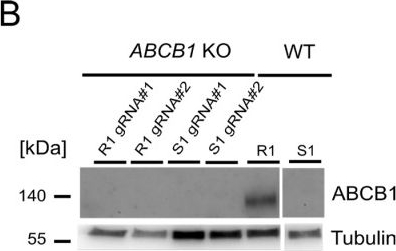Fig.2.B showing Western Blotting from the publication: Validation of a UPLC-MS/MS Method for Quantifying Intracellular Olaparib Levels in Resistant Ovarian Cancer Cells.