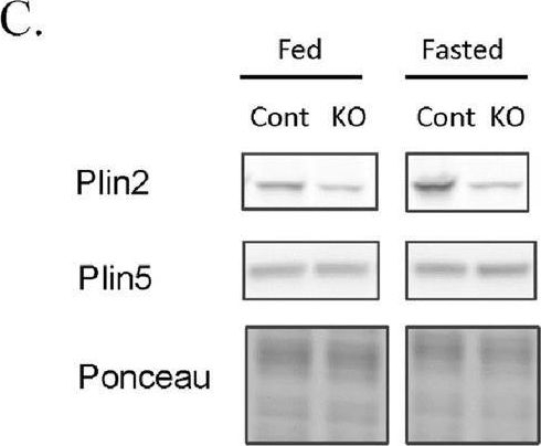 Fig.4.C showing Western Blotting in a Mus musculus (House mouse) sample from the publication: Cardiac specific knock-down of peroxisome proliferator activated receptor α prevents fasting-induced cardiac lipid accumulation and reduces perilipin 2.