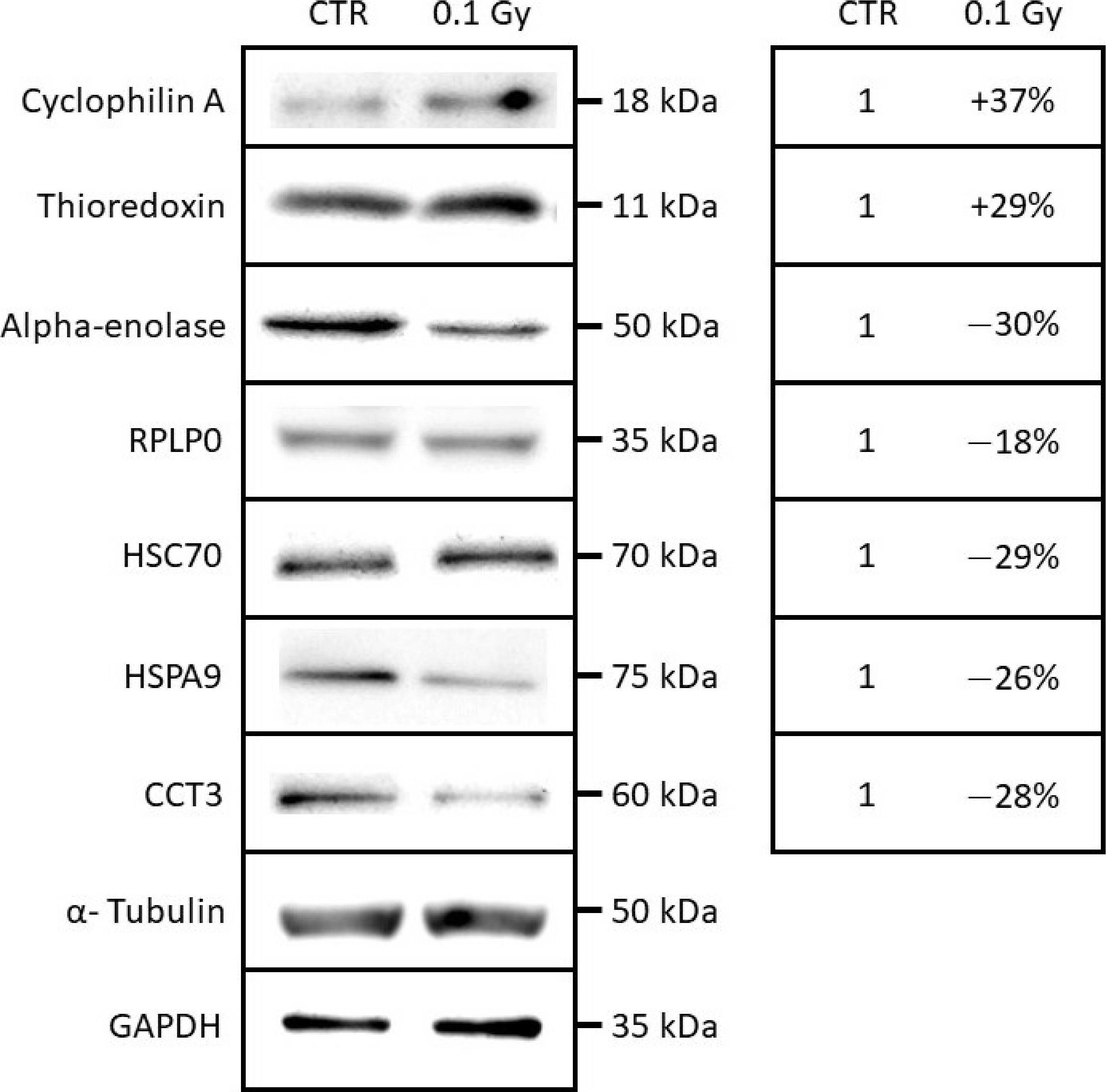 Fig.5.A showing Western Blotting in a Homo sapiens (Human) sample from the publication: A Proteomic Study Suggests Stress Granules as New Potential Actors in Radiation-Induced Bystander Effects.