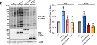 Fig.6.E showing Western Blotting from the publication: Protein kinase C fusion proteins are paradoxically loss of function in cancer.