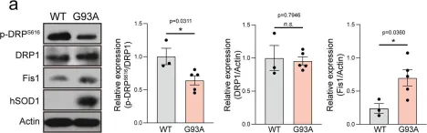 Fig.1.A showing Western Blotting from the publication: Prevention of mitochondrial impairment by inhibition of protein phosphatase 1 activity in amyotrophic lateral sclerosis.