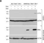 Fig.6.D showing Western Blotting in a Mus musculus (House mouse) sample from the publication: Glucocorticoids can induce BIM to trigger apoptosis in the absence of BAX and BAK1.