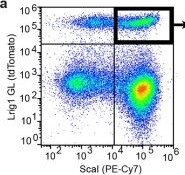 Fig.5.A showing Flow cytometry/Cell sorting from the publication: Tissue memory relies on stem cell priming in distal undamaged areas.