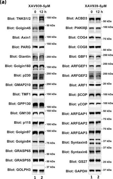 Fig.2.A showing Western Blotting from the publication: Tankyrase-1-mediated degradation of Golgin45 regulates glycosyltransferase trafficking and protein glycosylation in Rab2-GTP-dependent manner.