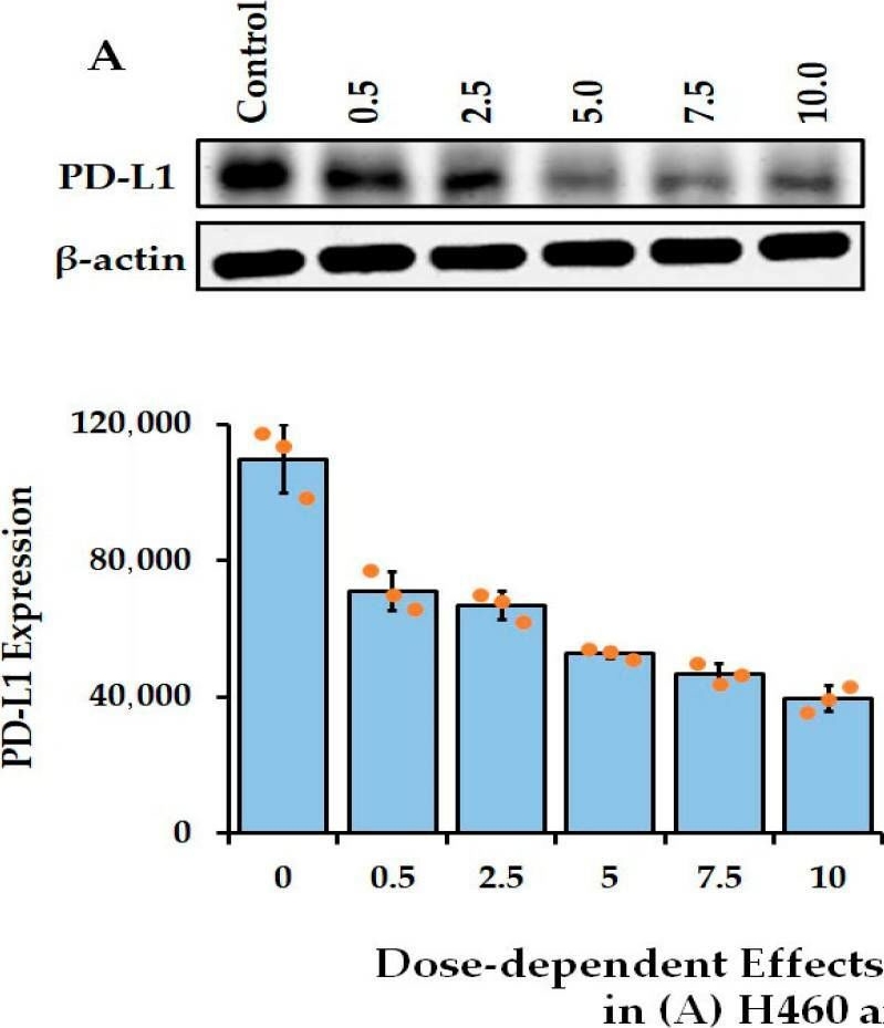 Fig.2.A showing Western Blotting in a Homo sapiens (Human) sample from the publication: Regulation of PD-L1 Expression by SAHA-Mediated Histone Deacetylase Inhibition in Lung Cancer Cells.