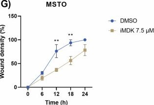 Fig.6.G from the publication: BAG2, MAD2L1, and MDK are cancer-driver genes and candidate targets for novel therapies in malignant pleural mesothelioma.