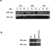 Fig.6.A showing Western Blotting from the publication: Brain-Specific Serine-47 Modification of Cytochrome c Regulates Cytochrome c Oxidase Activity Attenuating ROS Production and Cell Death: Implications for Ischemia/Reperfusion Injury and Akt Signaling.