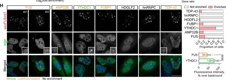 Fig.5.H showing Immunocytochemistry-immunofluorescence from the publication: M6A-dependent RNA condensation underlies FUS autoregulation and can be harnessed for ALS therapy development.