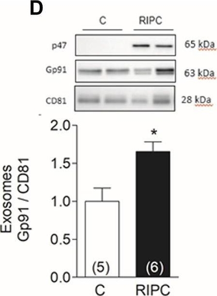 Fig.2.D showing Western Blotting in a Rattus norvegicus (Rat) sample from the publication: Inhibition of NOX2 or NLRP3 inflammasome prevents cardiac remote ischemic preconditioning.