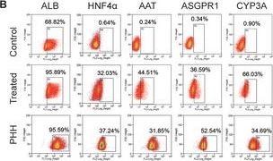 Fig.2.B showing Flow cytometry/Cell sorting from the publication: Small Molecule-Induced Differentiation As a Potential Therapy for Liver Cancer.