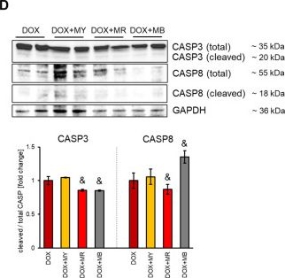 Fig.2.D showing Western Blotting in a Homo sapiens (Human) sample from the publication: Context-Dependent Effects of Maca Extracts on Signaling, Apoptosis, and Lipid Metabolism Markers in Prostate Cancer Mono- and Co-Culture Models.