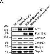 Fig.6.A showing Western Blotting from the publication: FAM134B-mediated ER-phagy degrades APP and suppresses Alzheimer's disease pathology.
