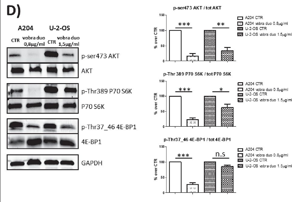 Fig.1.D showing Western Blotting from the publication: The investigational anti-B7-H3 antibody-drug conjugate vobramitamab duocarmazine exerts anti-tumor activity in vitro and in vivo in pediatric sarcoma preclinical models.