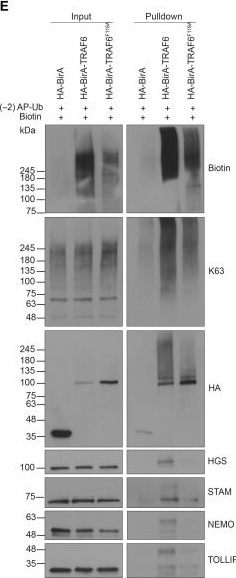 Fig.3.E showing Western Blotting from the publication: A ubiquitin-specific, proximity-based labeling approach for the identification of ubiquitin ligase substrates.