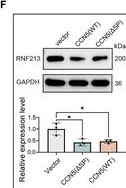 Fig.7.F showing Western Blotting from the publication: CCN5 Drives Leydig Cell Aging and Testicular Dysfunction: Insights into Fibrosis, Lipid Dysregulation, and Therapeutic Potential.