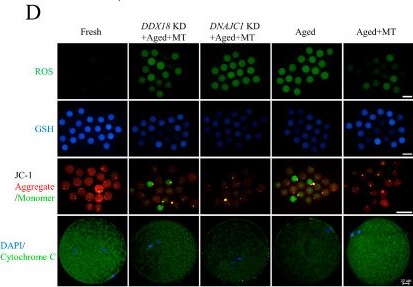 Fig.7.D showing Immunocytochemistry-immunofluorescence from the publication: In Vivo-Matured Oocyte Resists Post-Ovulatory Aging through the Hub Genes DDX18 and DNAJC7 in Pigs.