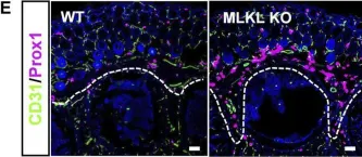 Fig.4.M showing Immunohistochemistry-immunofluorescence in a Mus musculus (House mouse) sample from the publication: Evidence for developmental vascular-associated necroptosis and its contribution to venous-lymphatic endothelial differentiation.