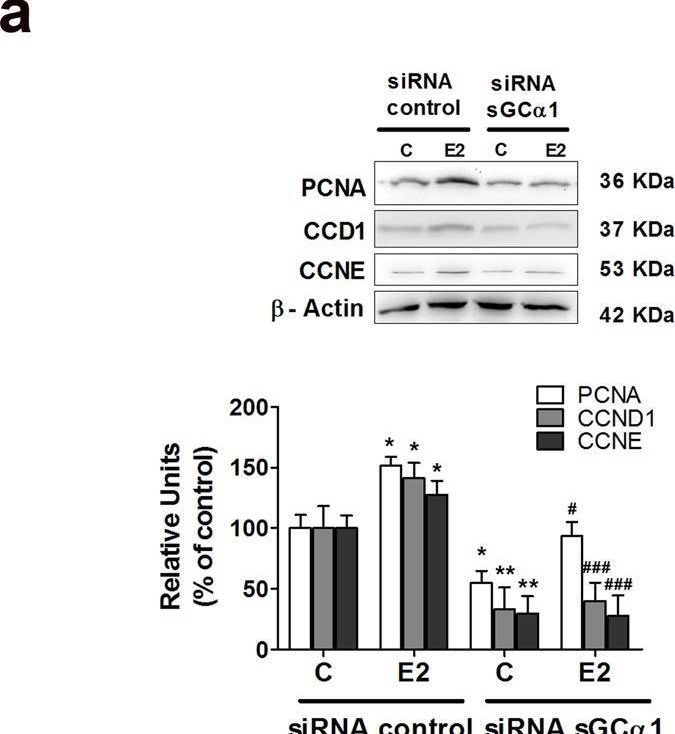 Fig.3.A showing Western Blotting from the publication: Soluble guanylyl cyclase α1 subunit is a key mediator of proliferation, survival, and migration in ECC-1 and HeLa cell lines.