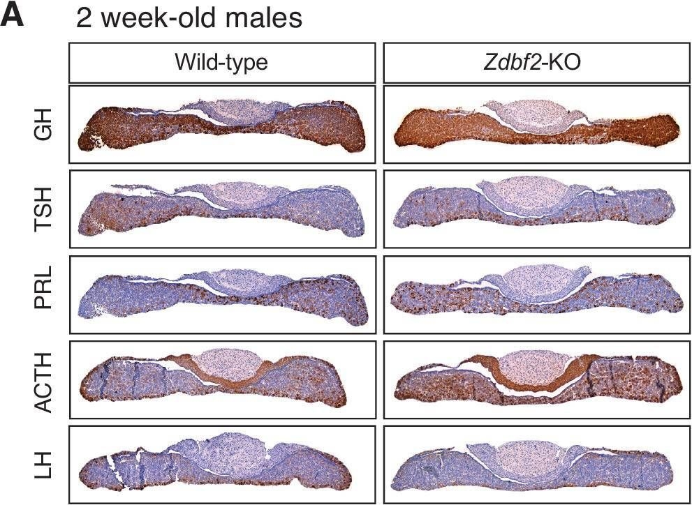 Fig.5.A showing Immunohistochemistry in a Mus musculus (House mouse) sample from the publication: The imprinted Zdbf2 gene finely tunes control of feeding and growth in neonates.