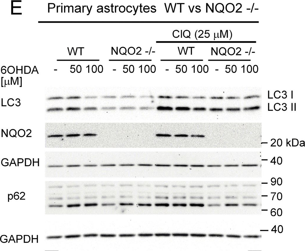 Fig.5.E showing Western Blotting from the publication: Autophagy and neuroprotection in astrocytes exposed to 6-hydroxydopamine is negatively regulated by NQO2: relevance to Parkinson's disease.